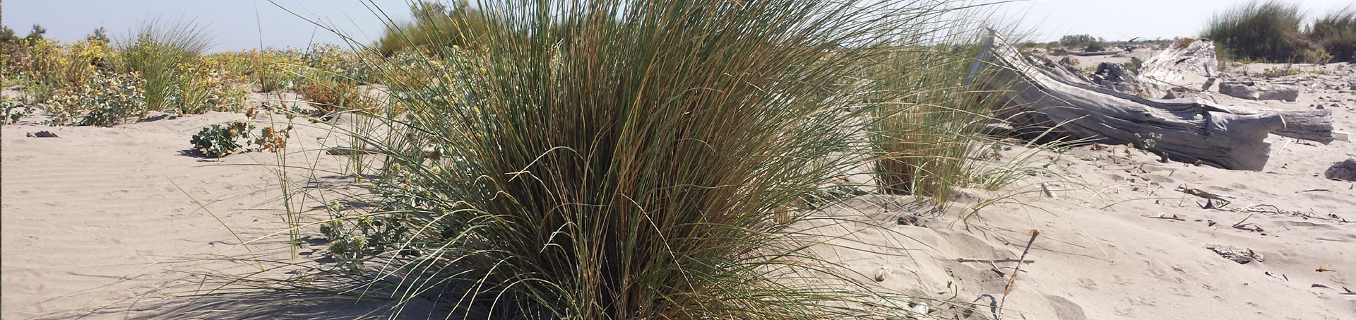 Les Saintes Maries de la Mer