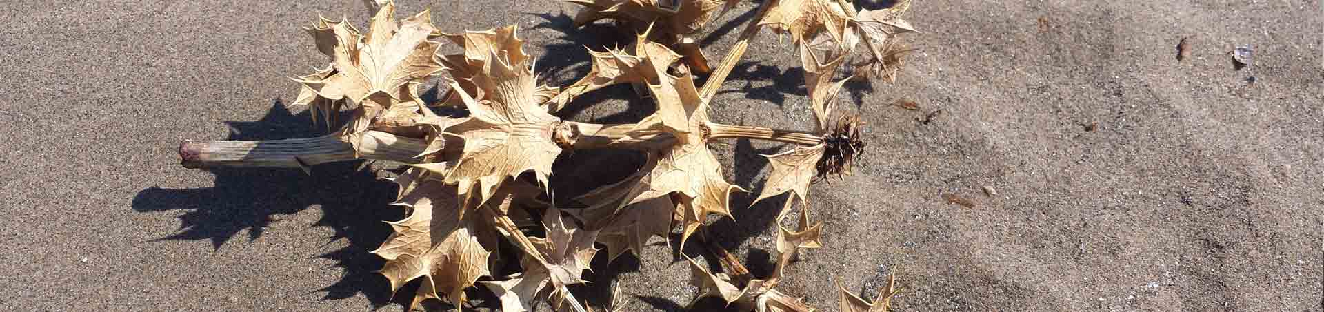 Les Saintes Maries de la Mer